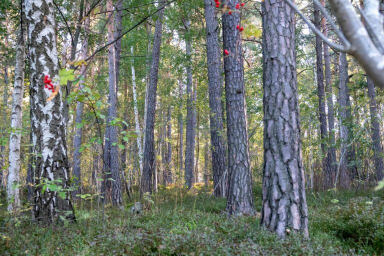 Natura 2000 Day: Europe Celebrates 27,000 Protected Sites Network