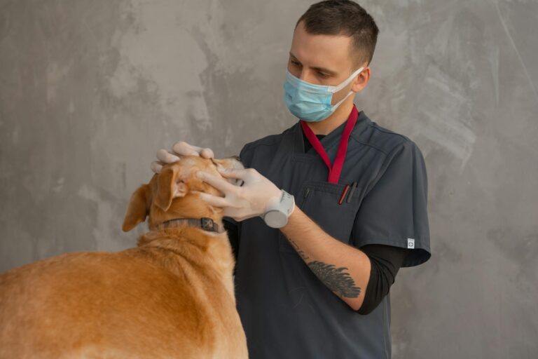 New EU Rules Strengthen Pet Welfare: Mandatory Registration for Cats and Dogs from 2027