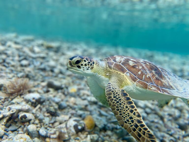 China claims ‘spy sea turtles’ monitor its coastline