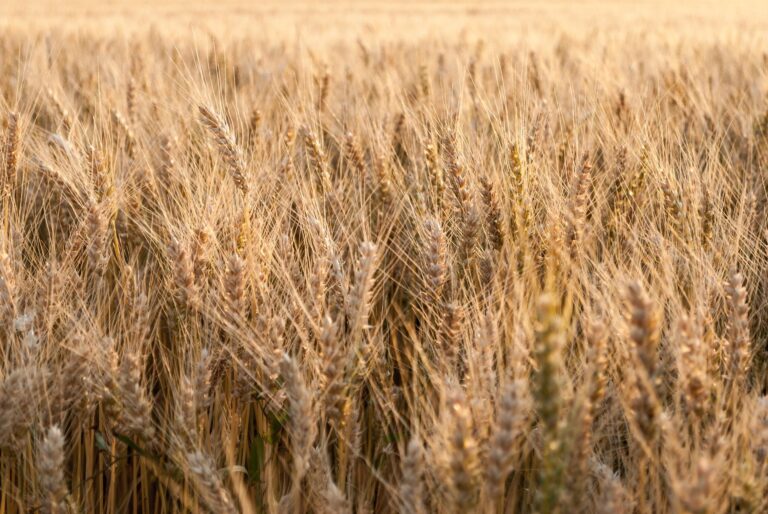 El Niño forecast to intensify, raising extreme weather risk