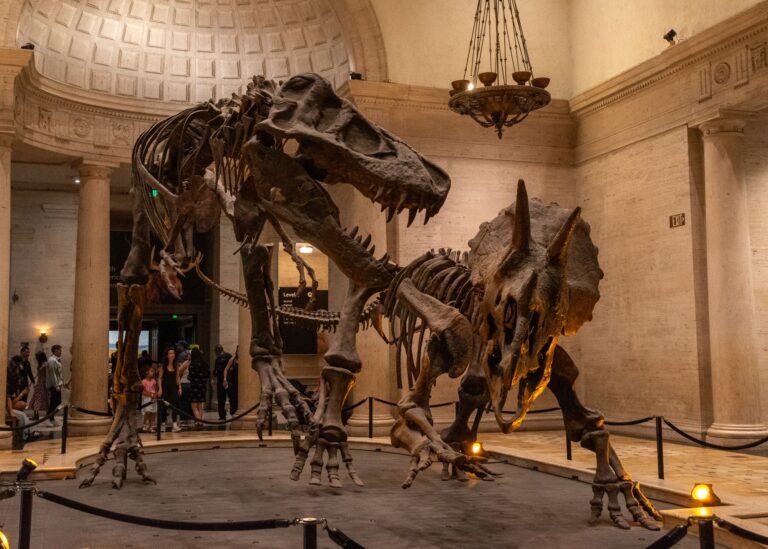 T. rex fossil could become most expensive ever sold at auction