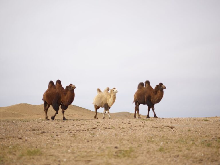 Camels in Africa struggle to survive record-breaking heat