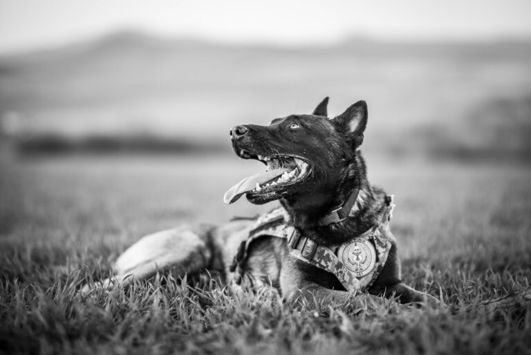 Belgian shepherd dogs become go-to breed for global security forces