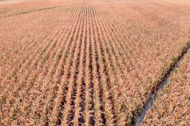 Hungary corn maze opens with fairy tale theme across 4.5 hectares