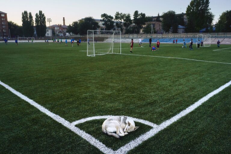 Osito the rescue dog is stealing the show at the World Cup