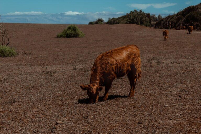 Rangelands under threat as climate pressure mounts globally