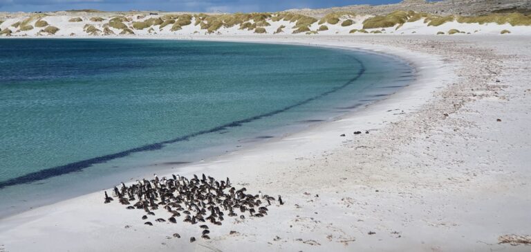 Falkland Islands: UK reaffirms ‘unshakeable’ commitment after Milei claim