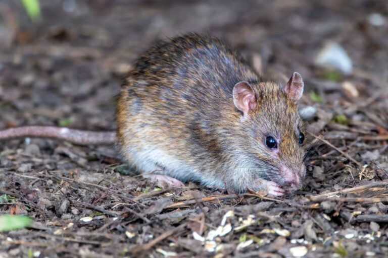 EU hantavirus preparedness: Parliament and Commission assess response after MV Hondius outbreak
