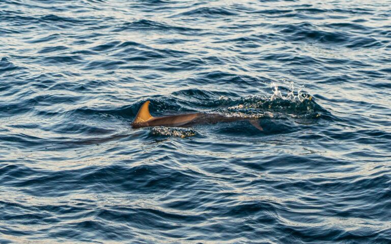 Swimmer, 65, killed in shark attack off South Africa’s east coast