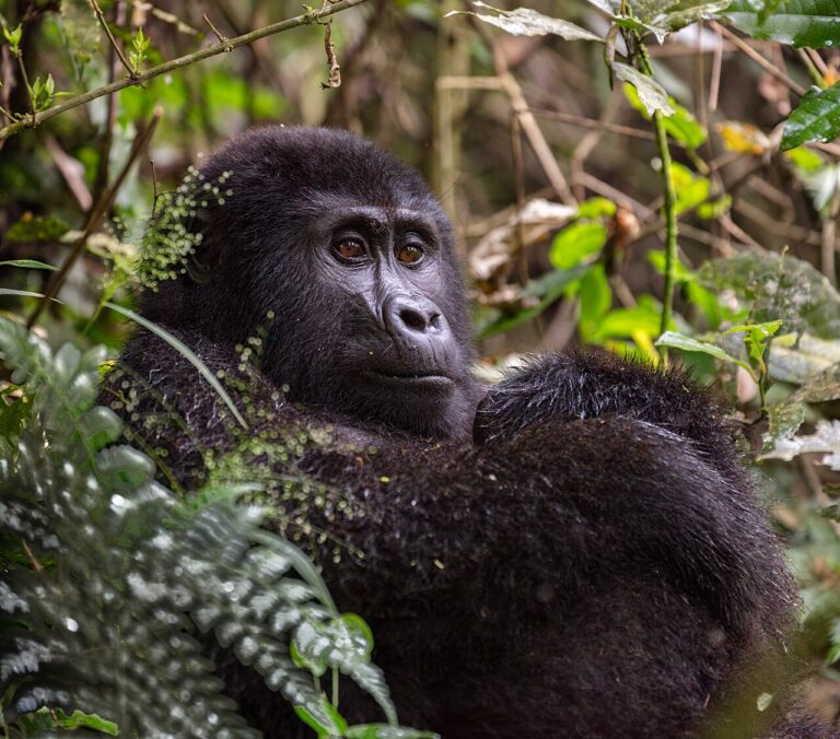 Wildlife recoveries show nature can bounce back, conservationists say